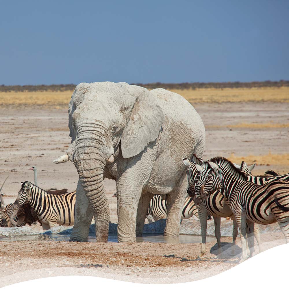 Journeys by Dawn :: Virtuoso Wanderlist Partner